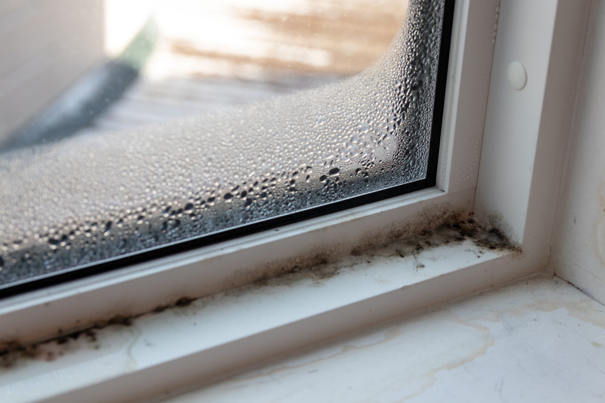 How You Can Prevent Mold Issues in Your Indiana Home This Winter