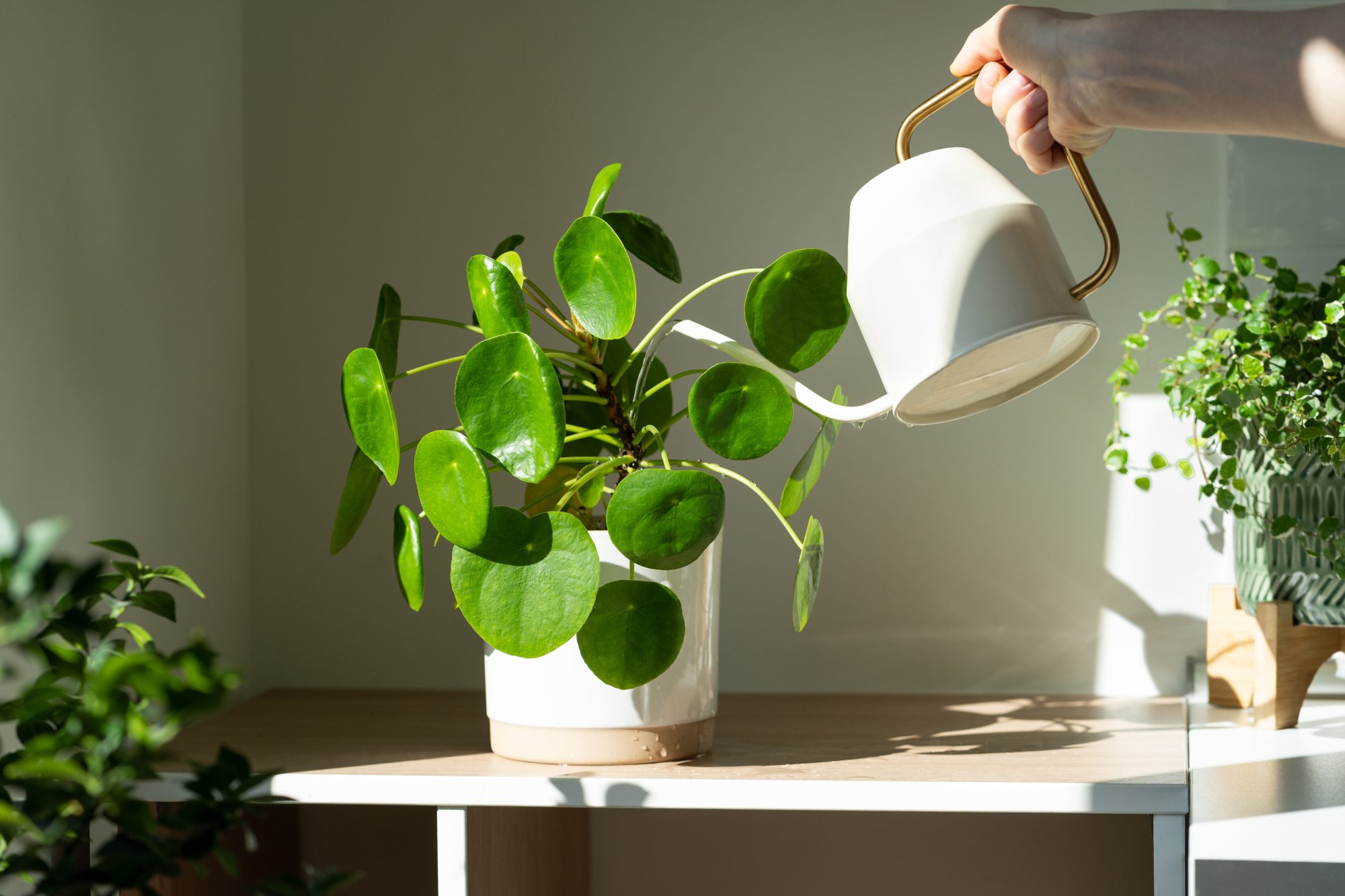 Do Houseplants Improve Air Quality?