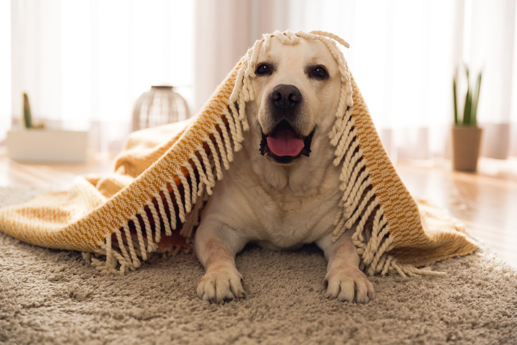 HVAC Maintenance Tips for Pet Owners